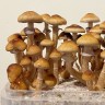 Стерильные отпечатки Cubensis Mexican