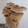 Споры грибов Cubensis Mexican