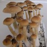 Отпечатки гриба Cubensis Mexican