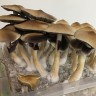Заказать онлайн споровый отпечаток Cubensis Tapalpa