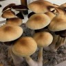 Заказать в интернет-магазине отпечаток спор Cubensis Tapalpa
