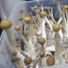 Купить стерильный споровый отпечаток Cubensis Tapalpa