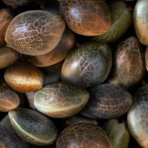 Auto Gorilla Zkittlez