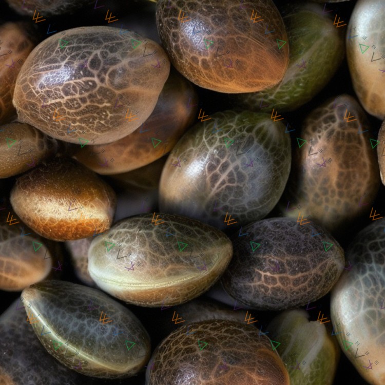 Auto Gorilla Zkittlez