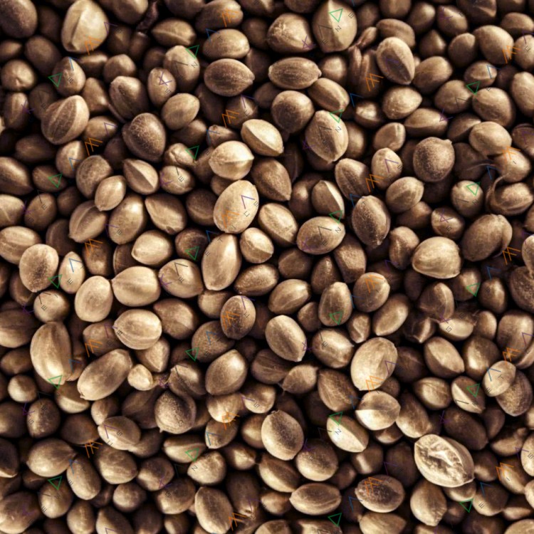 CBD New York City Diesel