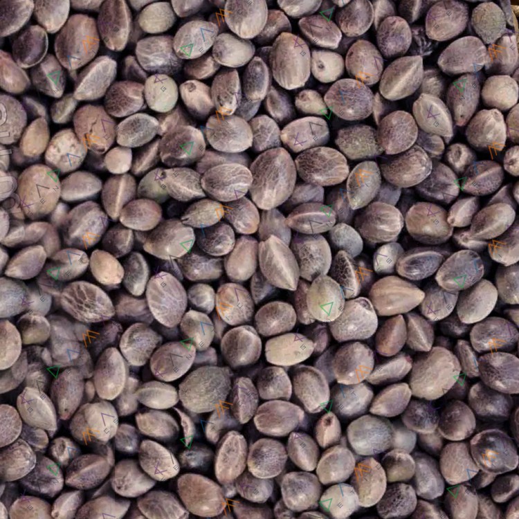 Auto 60 Days Grapefruit