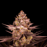 Купить семена каннабиса Biscotti Mintz