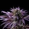 Купить семена Black Widow