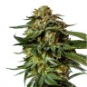 Заказать семена каннабиса Auto Chronic 