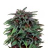 Купить семена каннабиса Auto Durban Poison
