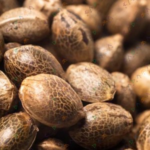 Auto Girl Scout Cookies