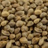 Семена конопли Auto Hindu Kush