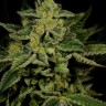 Купить семена каннабиса Auto Jack Herer не дорого