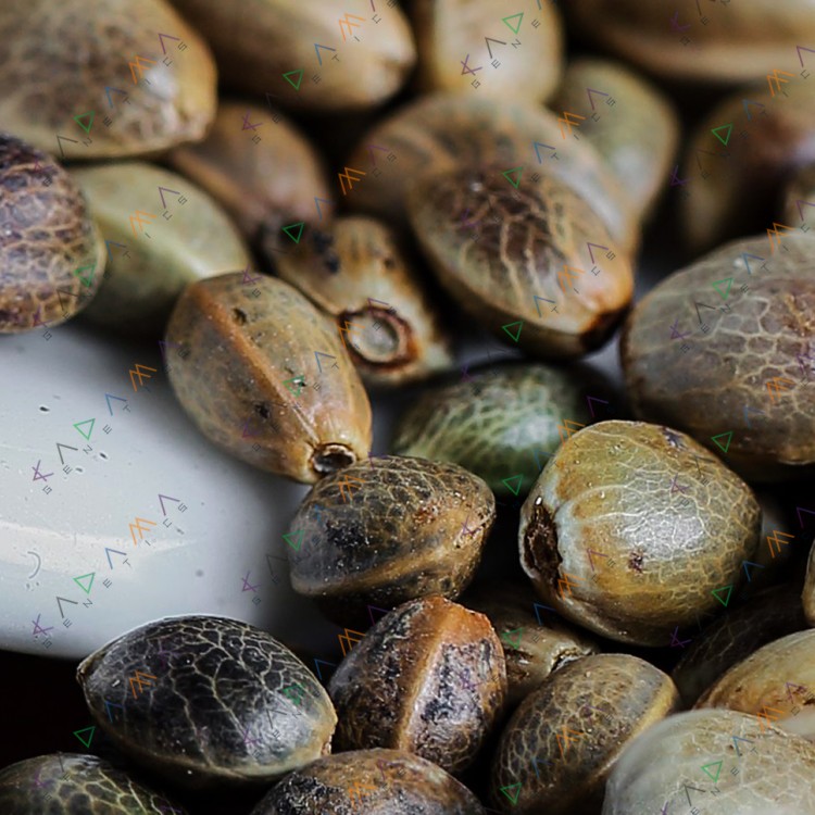 San Fernando Valley OG