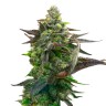 Феминизированные семена каннабиса Auto LSD