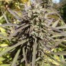 Семена каннабиса Auto Maroc Purple