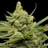 Качественные семена каннабиса Auto Maxigom