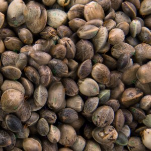 New York City Diesel