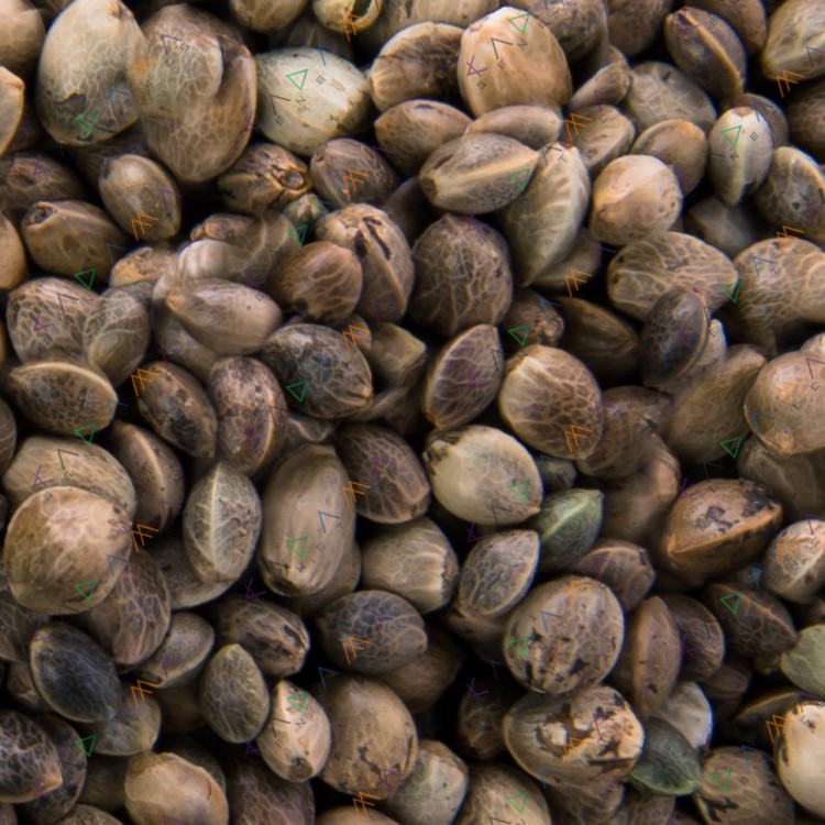 New York City Diesel