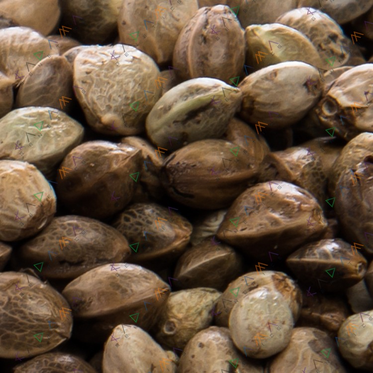 Auto OG Hell’s Angels