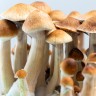 Споровый отпечаток Cubensis Mazatapec