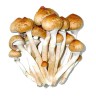 Споры грибов Cubensis Mazatapec
