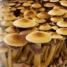 Споровый отпечаток Cubensis Golden Teacher