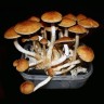 Стерильный отпечаток Cubensis Golden Teacher