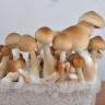 Отпечаток Cubensis Colombian Rust/Red Spore