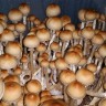 Купить споровый отпечаток Cubensis Colombian Rust/Red Spore