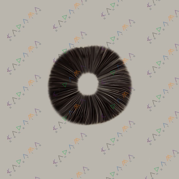 Cubensis Z-Strain/Z-Cube