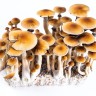Отпечатки грибов Cubensis Ecuador