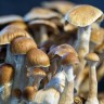 Споры гриба Cubensis Ecuador купить
