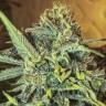 Купить семена каннабиса Jack Herer