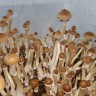 Споровые отпечатки Cubensis F+