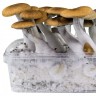 Стерильные споровые отпечатки Cubensis Hawaii