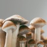 Споровые отпечатки Cubensis Huautla
