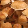 Споры гриба Cubensis Huautla