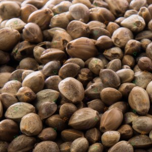 Auto Super Lemon Haze