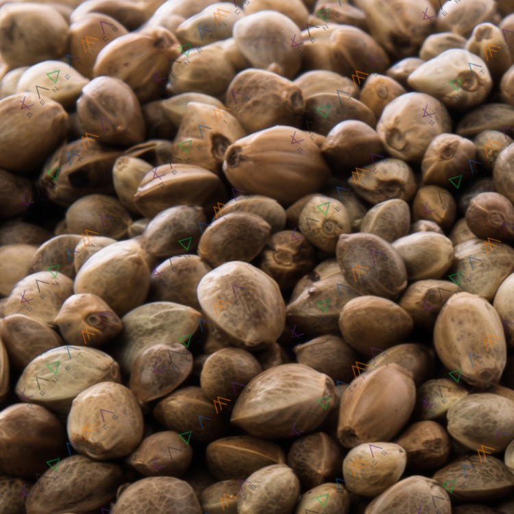 Auto Super Lemon Haze